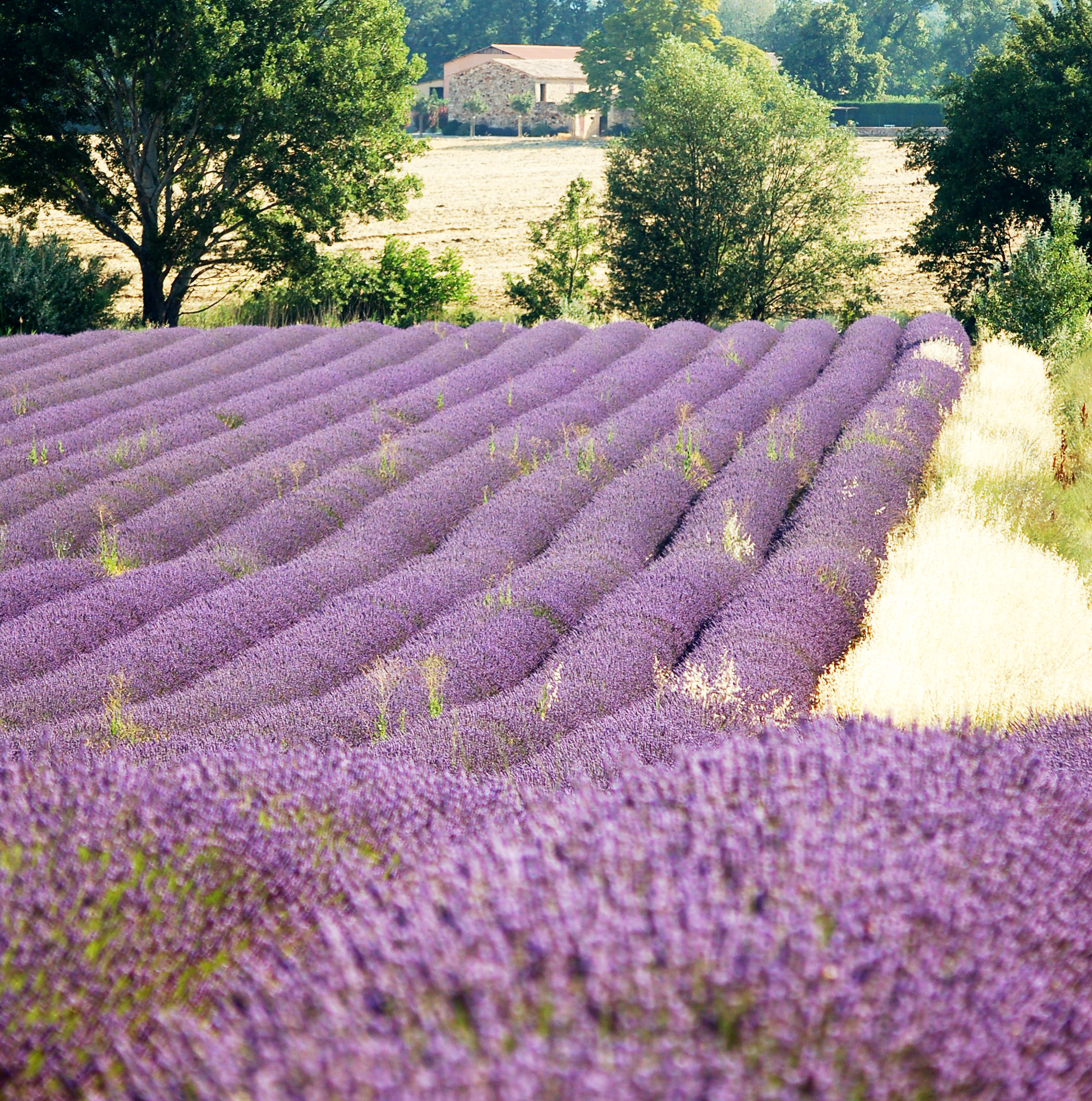 arts in provence mark cazalet